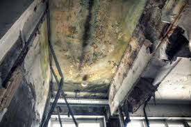 Trusted Johns Creek, GA Mold Removal & Remediation Experts